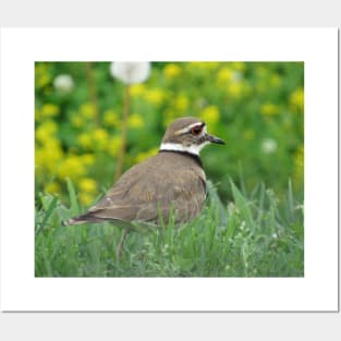 Killdeer Bird in a Field of Flowers Posters and Art